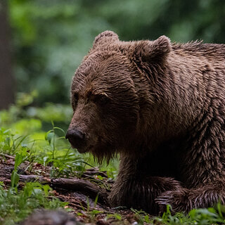 Notranjska - Adult brown bear